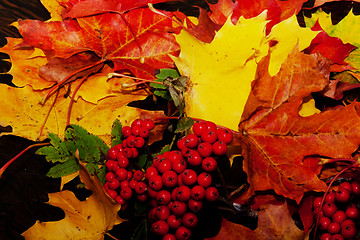 Image showing fall colors