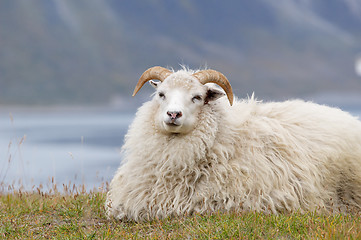 Image showing Goat resting