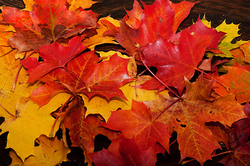 Image showing fall leaves