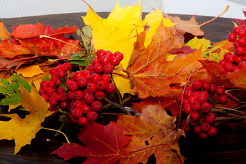 Image showing fall colors