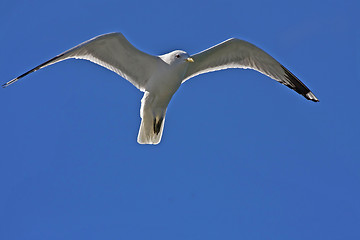 Image showing seagull in air