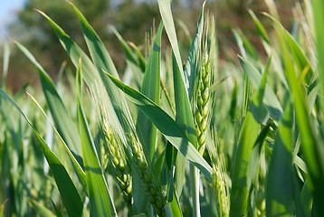 Image showing Wheat