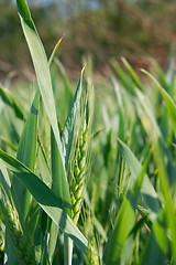 Image showing Wheat