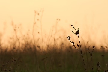 Image showing Dry Meadow