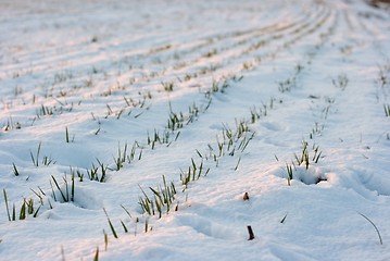 Image showing Field