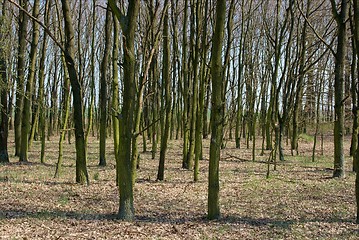 Image showing Trees