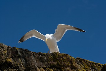 Image showing Seagull on a cliff
