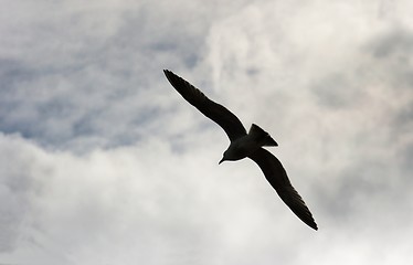 Image showing Bird