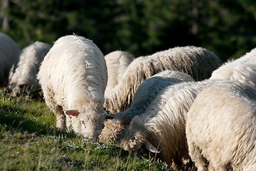 Image showing Sheeps