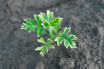 Image showing Plant