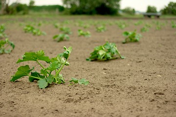 Image showing Agriculter