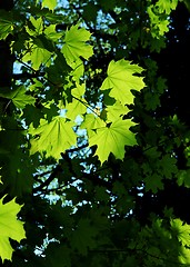 Image showing Leaves