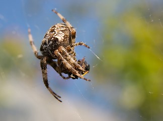 Image showing Spider