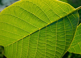 Image showing Leaf