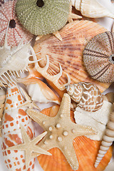 Image showing Seashells in High Key