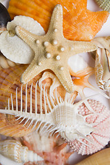 Image showing Seashells in High Key