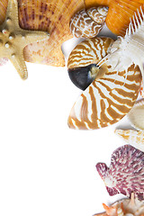 Image showing Seashells in High Key