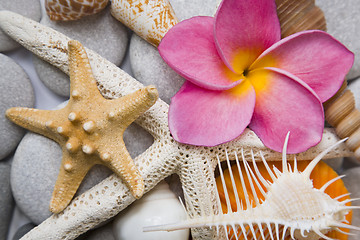 Image showing Seashells in High Key