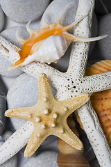 Image showing Seashells in High Key