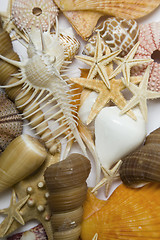 Image showing Seashells in High Key 