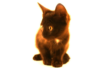 Image showing black kitten