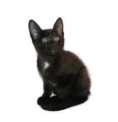 Image showing black kitten 2