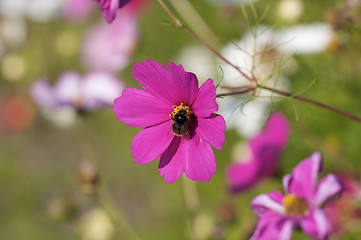 Image showing Bee on purple flower