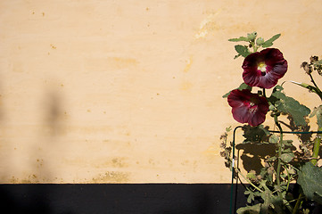 Image showing Purple flower