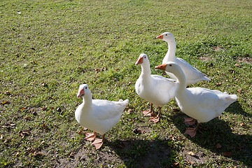 Image showing Geese on grass