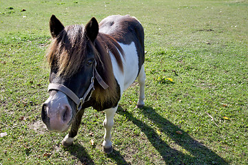 Image showing Pony