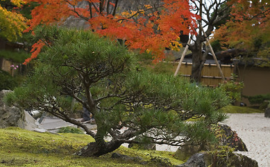 Image showing Japanese garden detail
