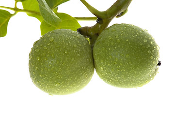 Image showing growing walnuts isolated on the white