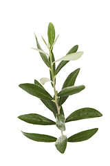 Image showing olive branch