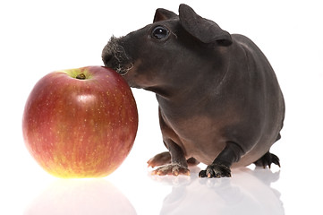 Image showing skinny guinea pig and red apple h on white background