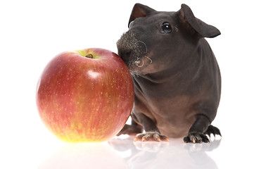 Image showing skinny guinea pig and red apple h on white background