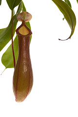 Image showing Leaves of carnivorous plant - Nepenthes