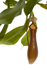 Image showing Leaves of carnivorous plant - Nepenthes
