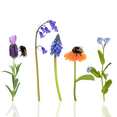 Image showing Bumble Bees and Flowers