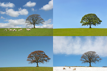 Image showing Four Seasons of the Oak Tree