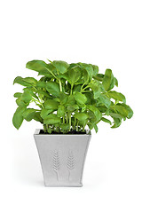Image showing Basil Herb