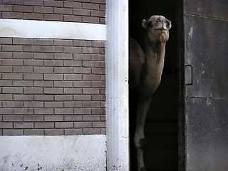 Image showing Camel