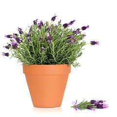 Image showing Lavender Herb Flowers