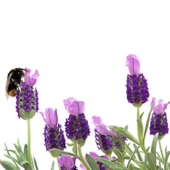 Image showing Bumble Bee and Lavender Flowers