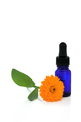 Image showing  Calendula Flower Essential Oil