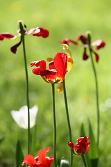 Image showing red tulip