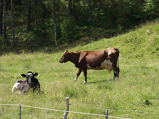 Image showing Cows