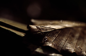 Image showing wet leaf