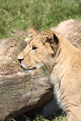 Image showing young lion