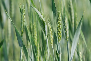 Image showing Wheat