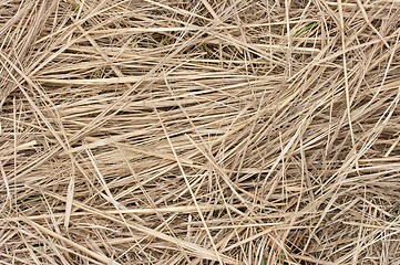 Image showing Straw